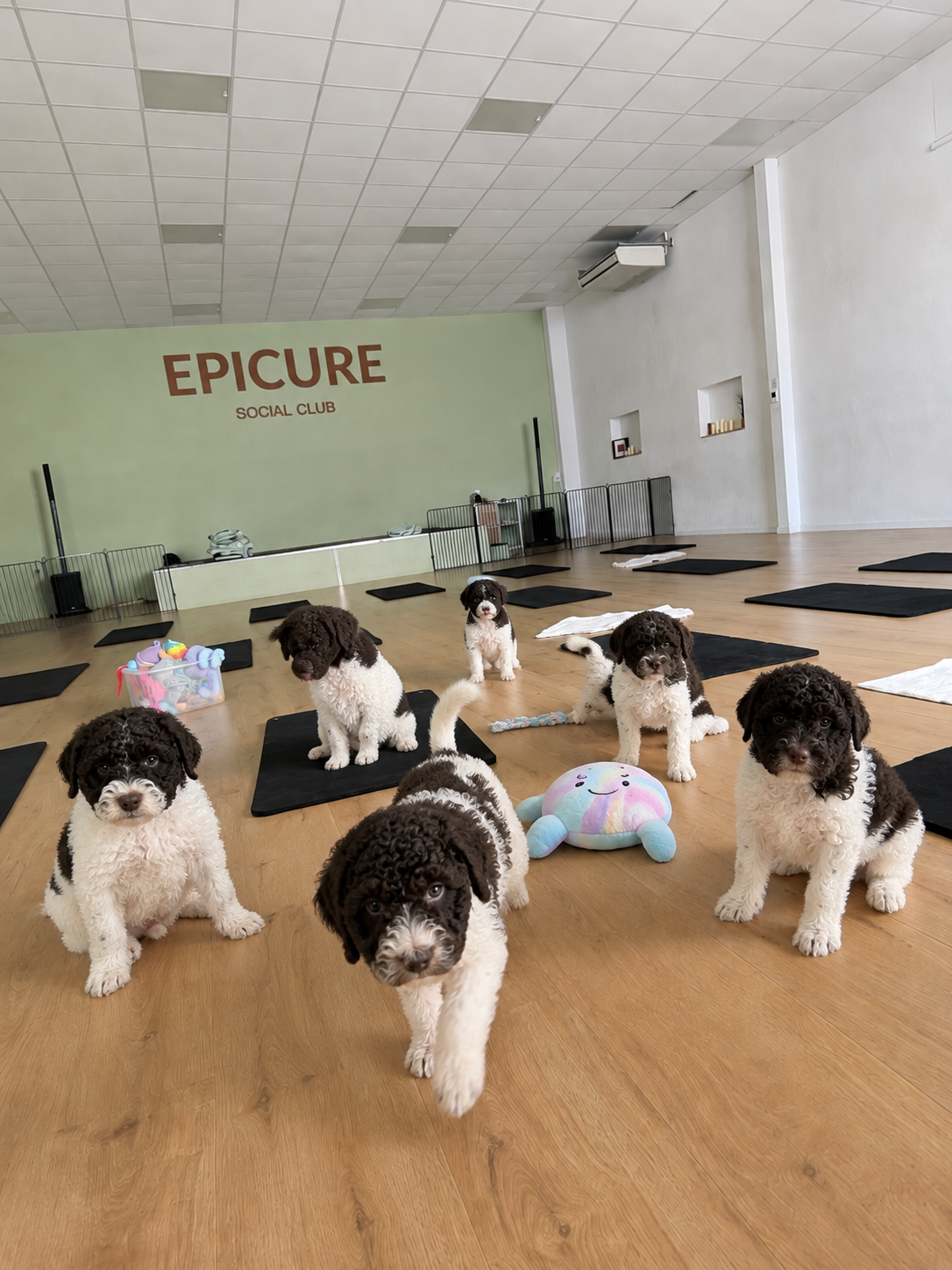 C - 🐾 Dimanche 20 septembre 2026 - PUPPY YOGA