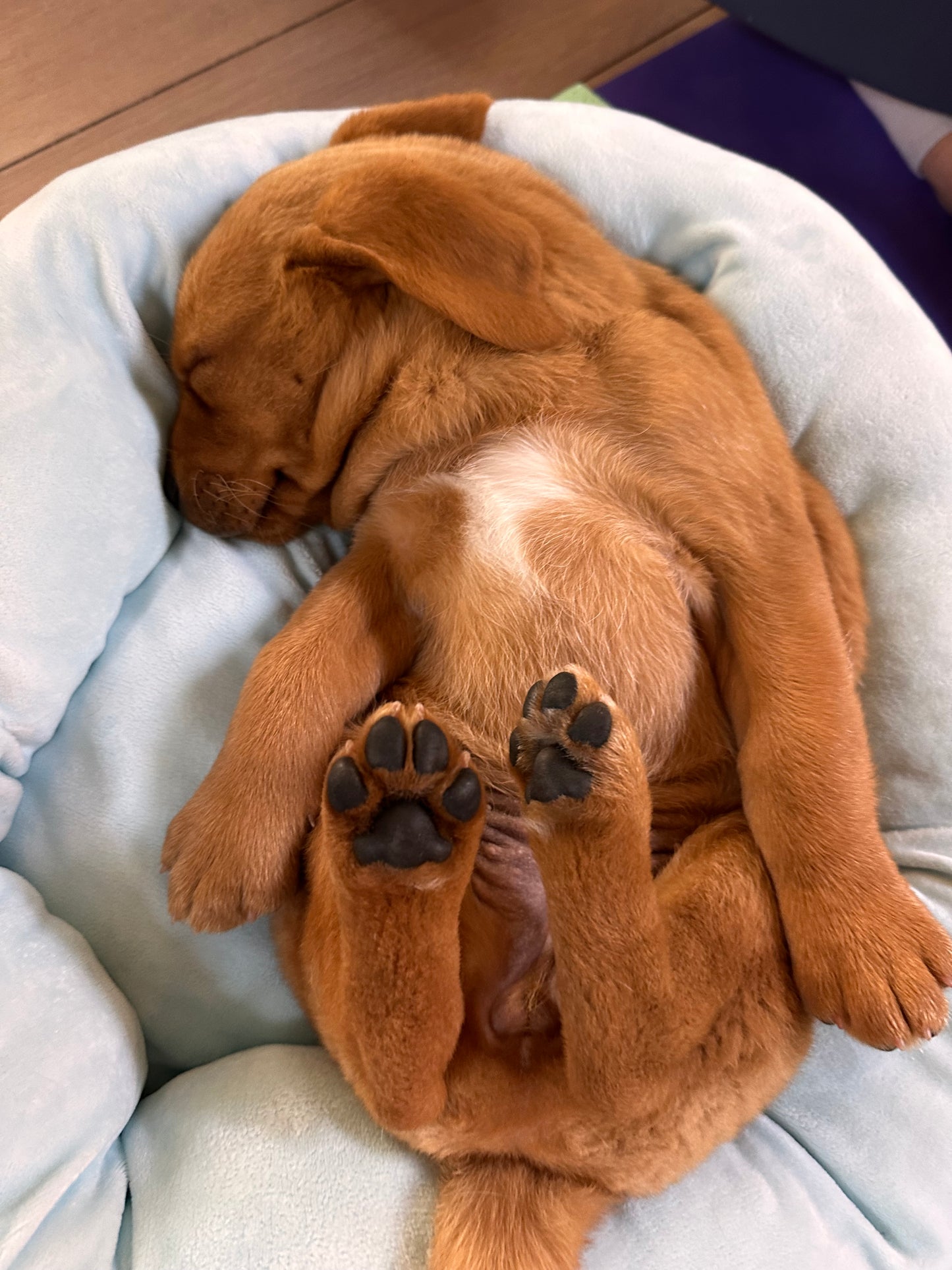 p-🐶 Dimanche 12 avril 2026