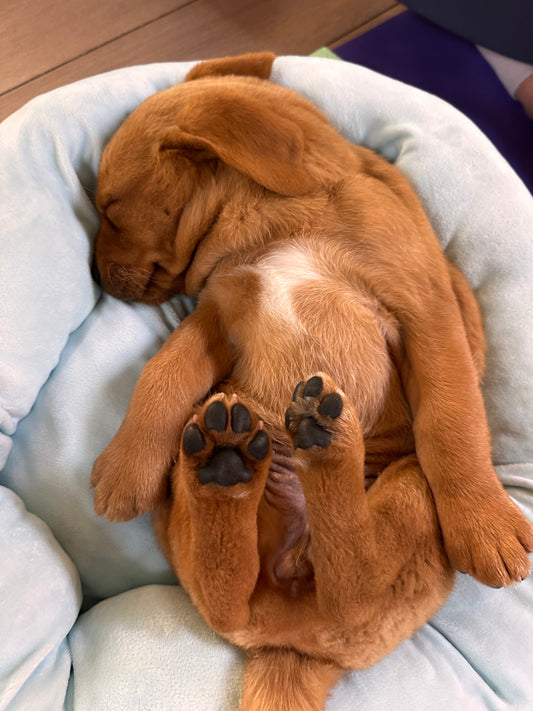 p-🐶 Dimanche 12 avril 2026