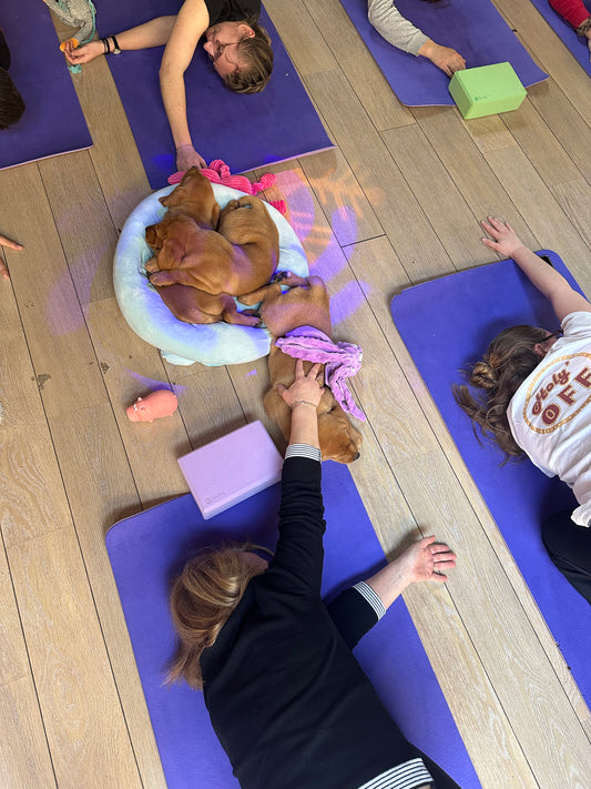 i - 🐾 Dimanche 26 avril 2026