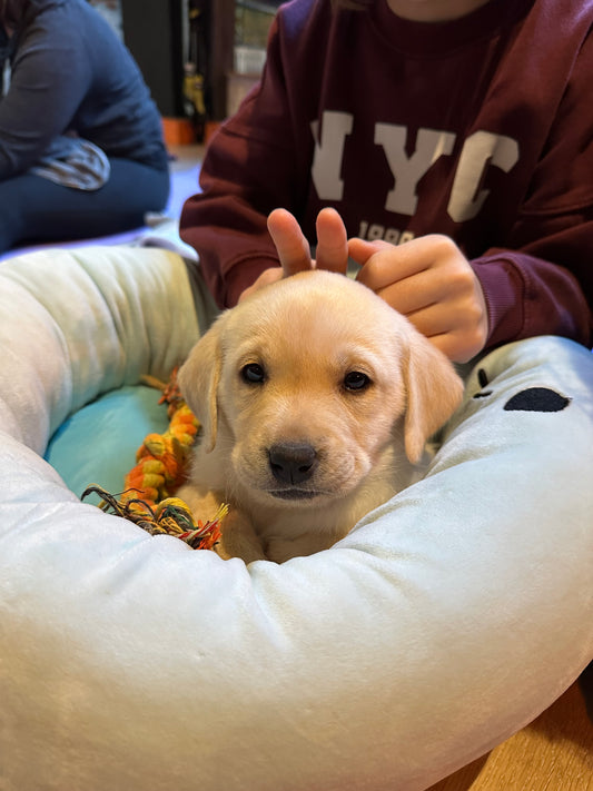 l☝🏼Dimanche 8 mars 2026 - tarif spécial famille * et étudiants