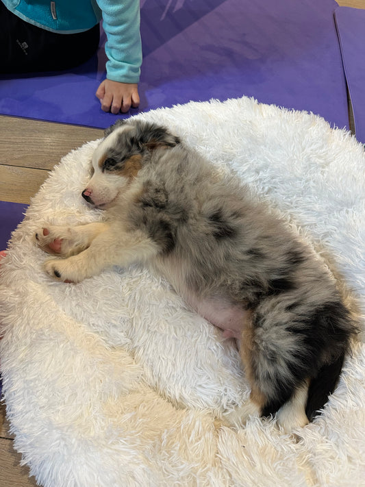 c😎Dimanche 14 décembre 2025 - tarif spécial famille * et étudiants