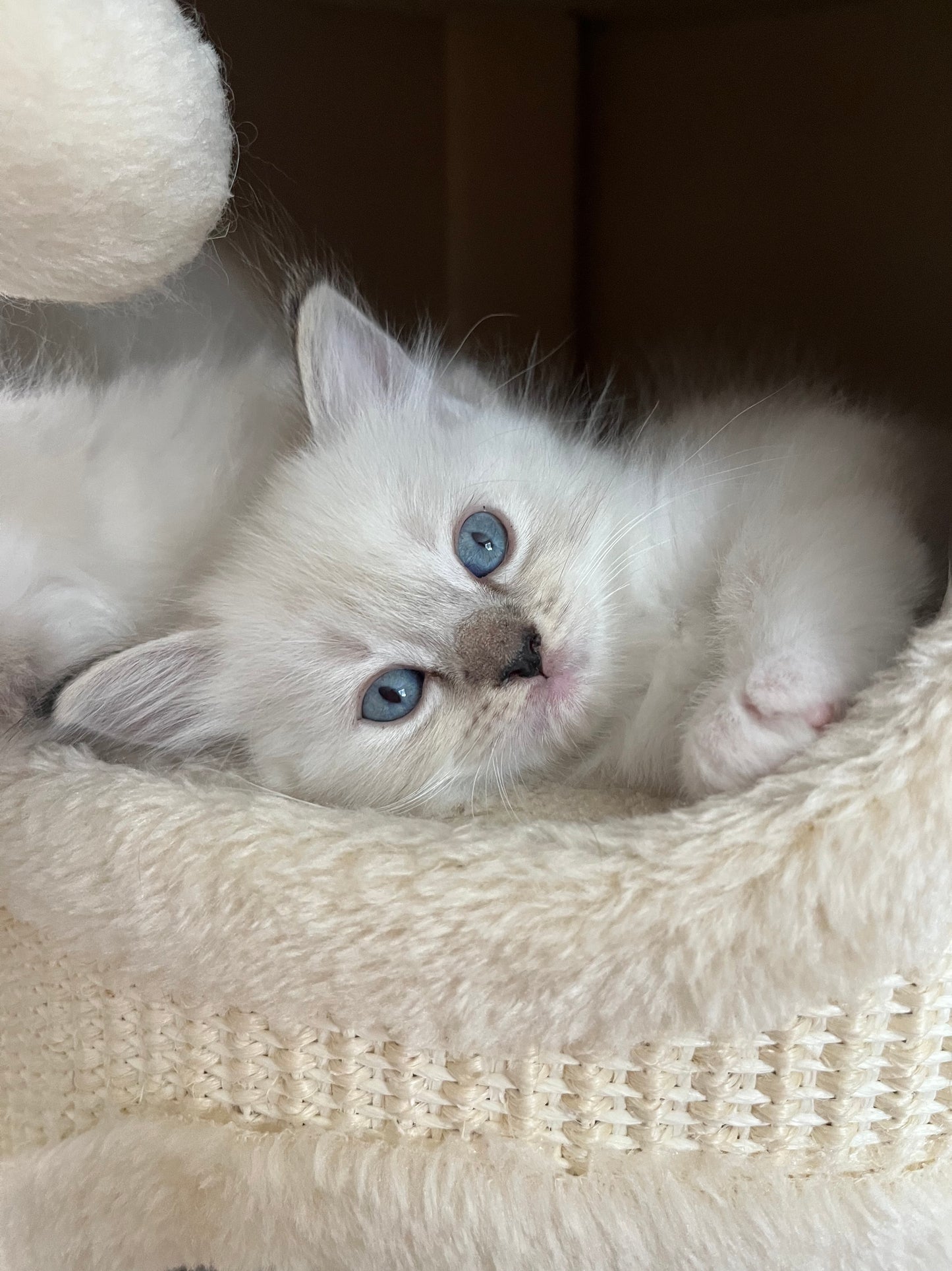 B - 🐾 Dimanche 6 septembre 2026 - yoga & kitty