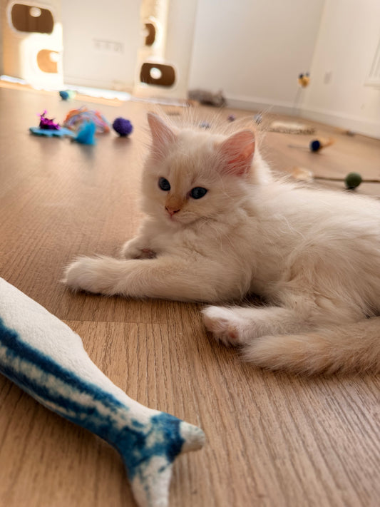 B+ - 🐾 Dimanche 13 septembre 2026 - Pilates & kitty