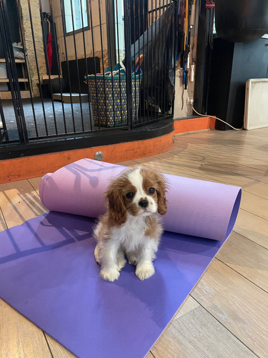 b -☝🏼Dimanche 29 mars 2026 - tarif spécial famille * et étudiants (Copie)