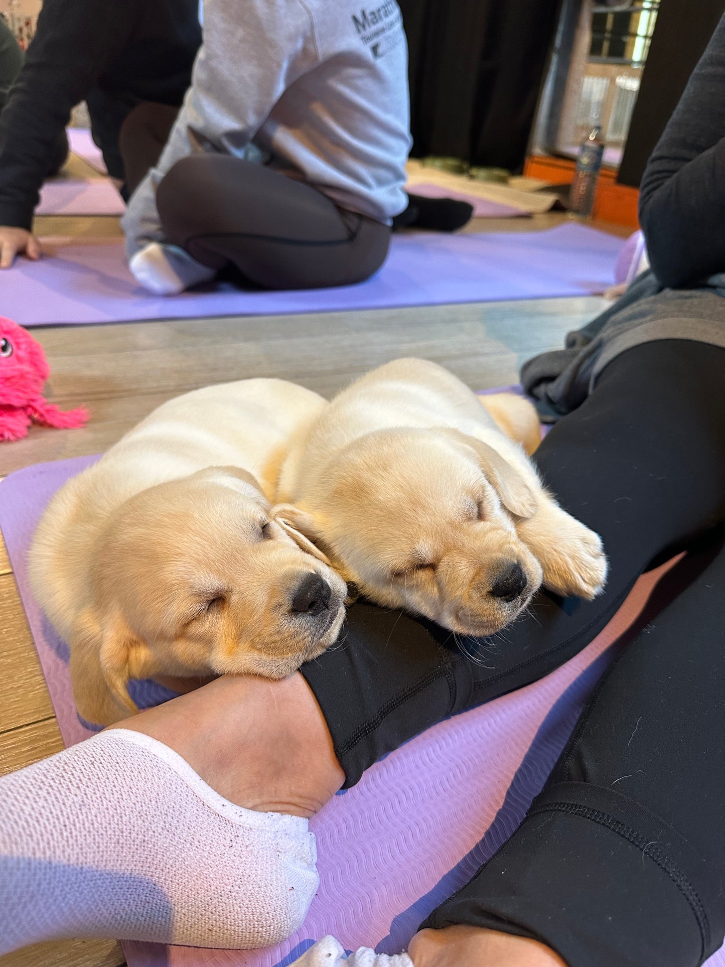 D - 🐾 Dimanche 27 septembre 2026 - PUPPY PILATES