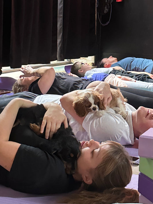 a - 🐶 Dimanche 29 mars 2026