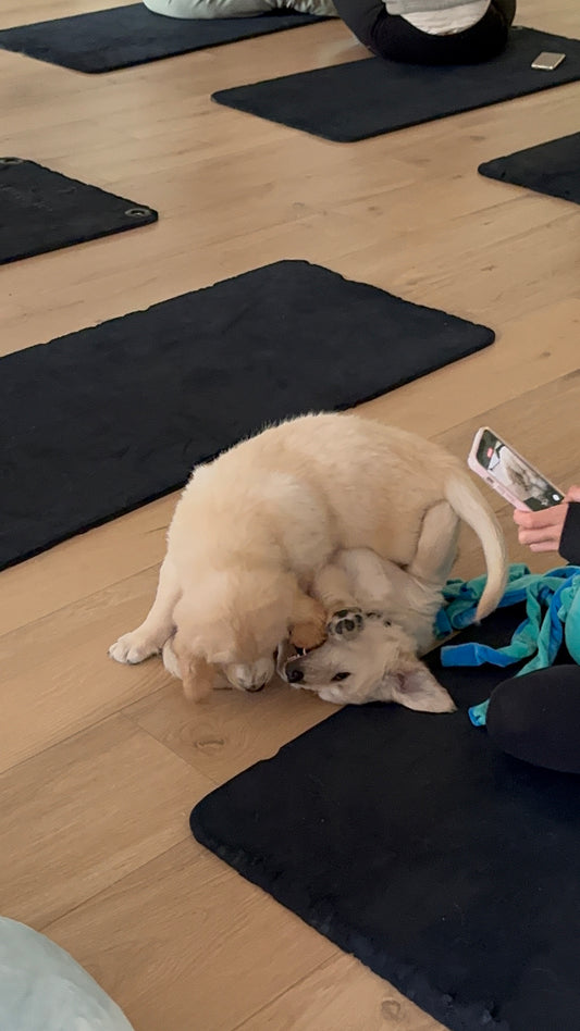 G - 🐾 Dimanche 25 octobre 2026 - PUPPY PILATES - SPÉCIALE DERNIÈRE GOLDEN