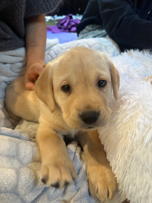 k-🐶 Dimanche 8 mars 2026