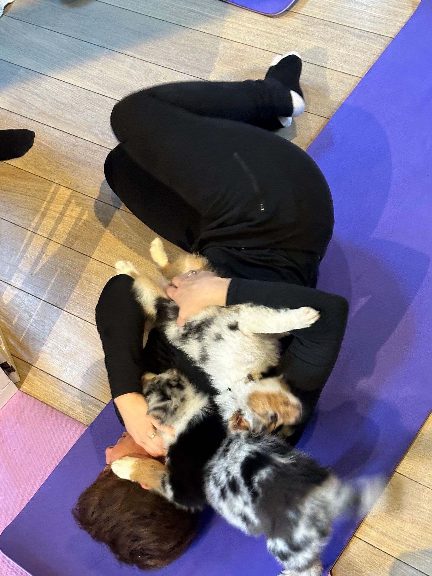 i -🐶 Dimanche 1er mars 2026