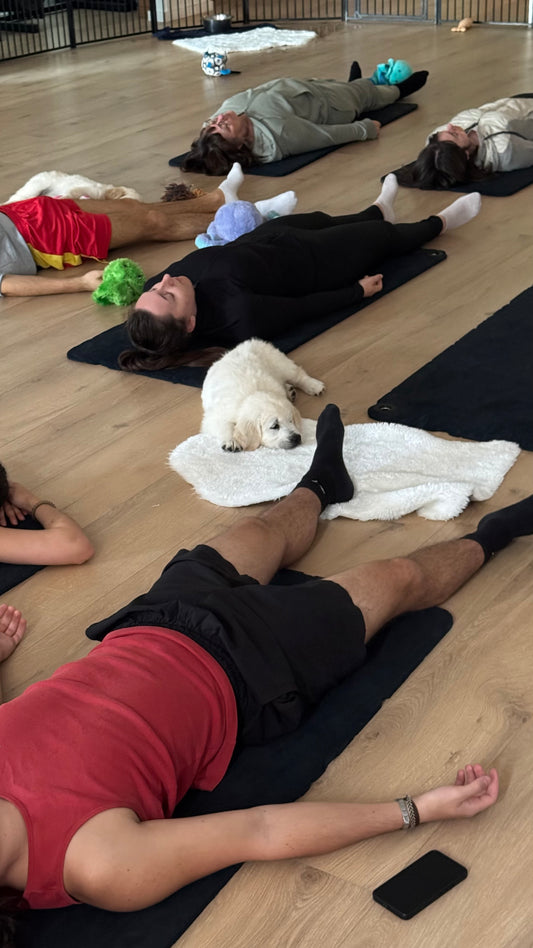 G - 🐾 Dimanche 25 octobre 2026 - PUPPY YOGA
