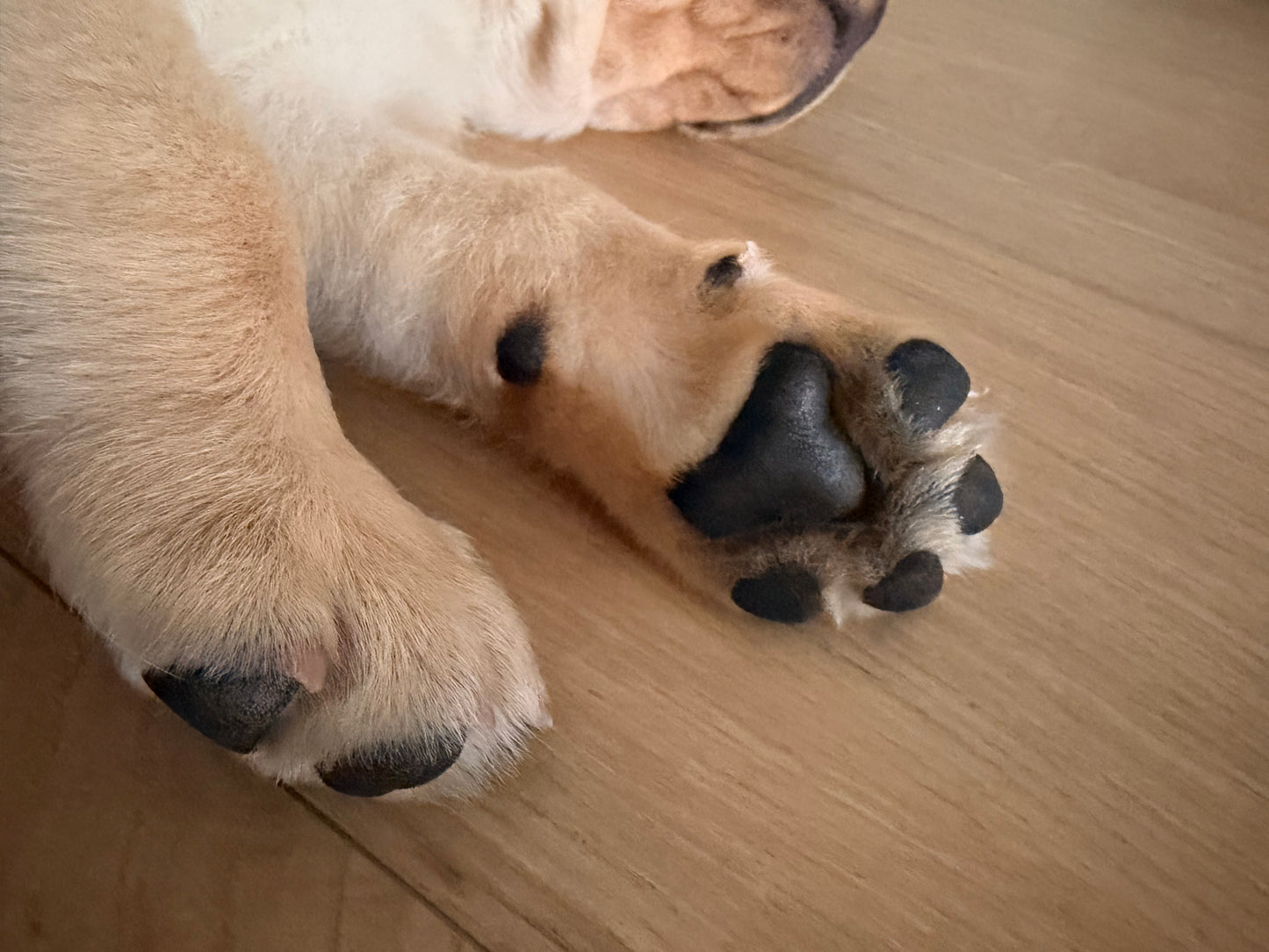 D - 🐾 Dimanche 27 septembre 2026 - PUPPY PILATES