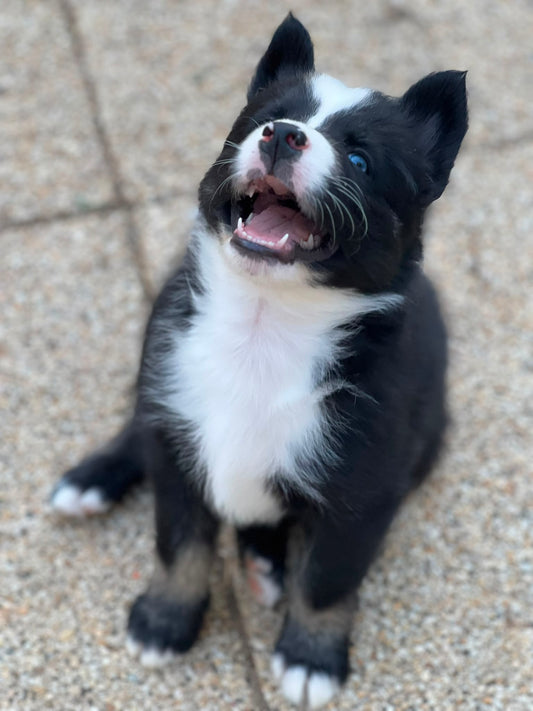 N - 🐾 Dimanche 9 août 2026 - Pilates au sol