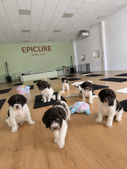 C - 🐾 Dimanche 20 septembre 2026 - PUPPY YOGA